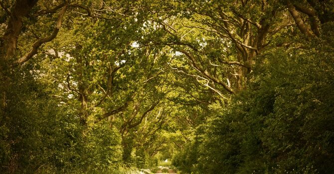 Understanding Trauma Counselling: A Path Toward Healing and Hope image